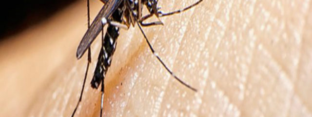 11 dicas para se livrar do mosquito da dengue