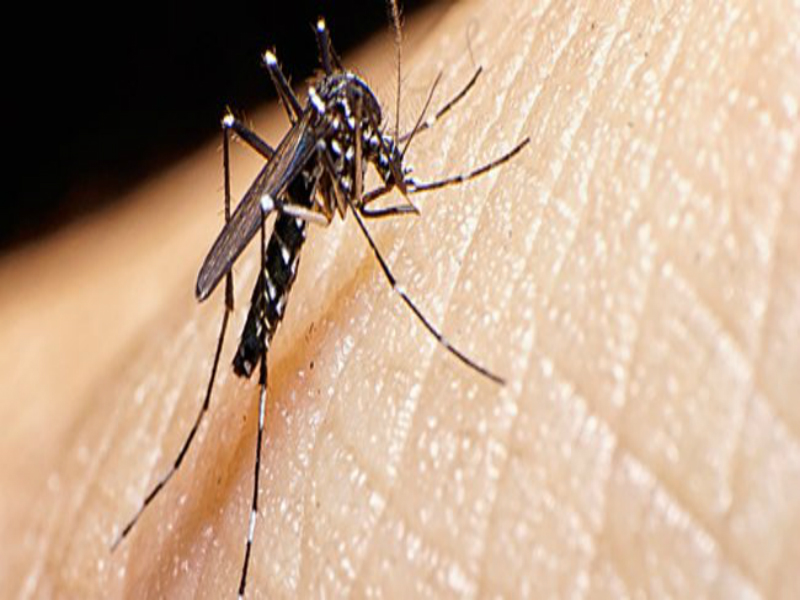 dicas para se livrar do mosquito da dengue Laboratório São José
