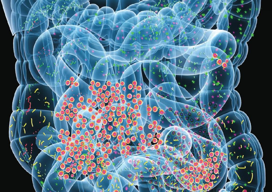 Microbioma intestinal: você já conhece o exame que mapeia as bactérias no intestino?